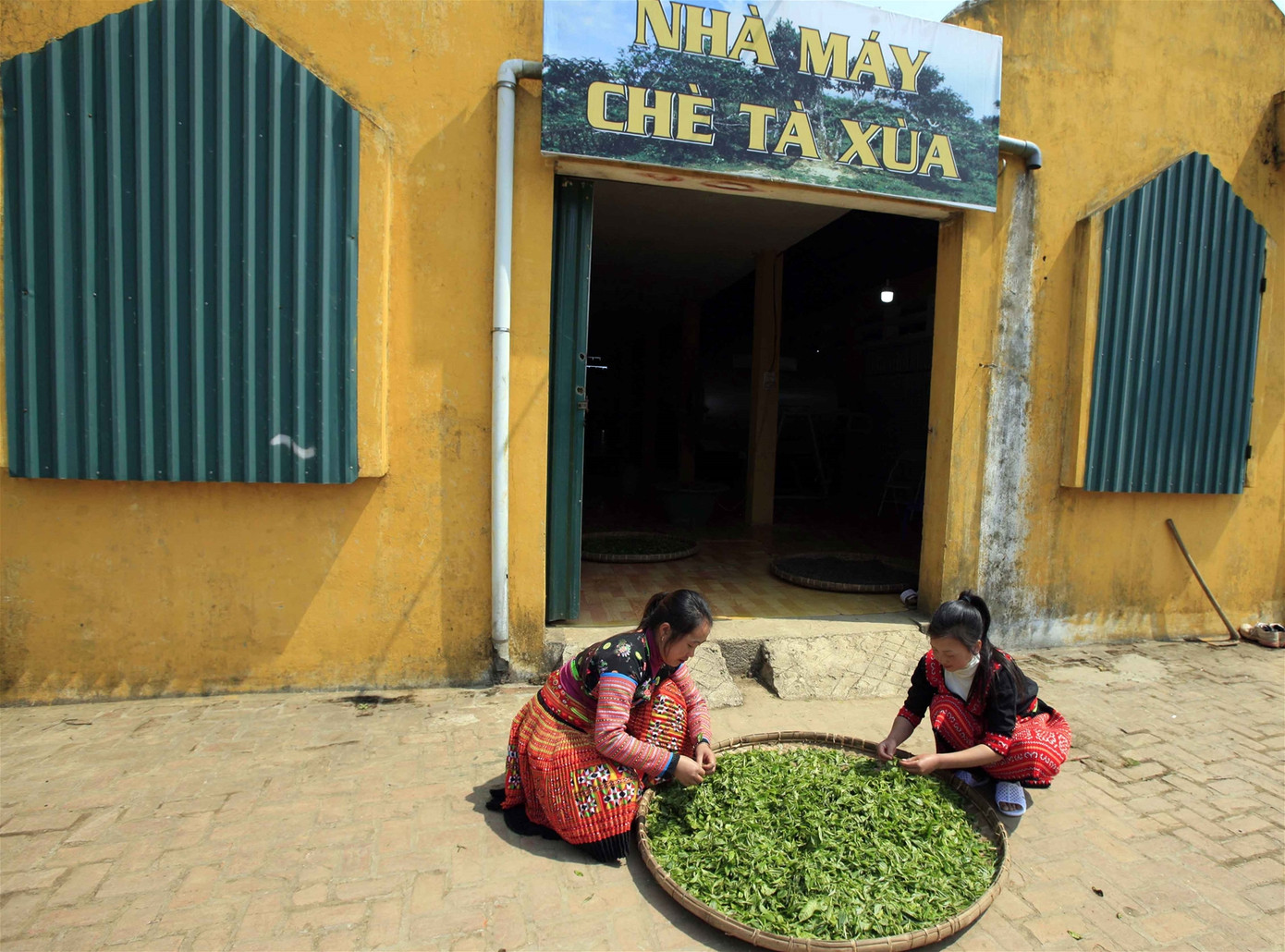 Những công nhân người Mông được anh Khánh chiêu mộ làm việc trong nhà máy chè Tà Xùa. Những công nhân người Mông được anh Khánh chiêu mộ làm việc trong nhà máy chè Tà Xùa.