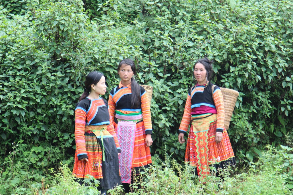 Trước đây người Mông ở Tà Xùa không mấy coi trọng cây "vàng xanh" này. Trước đây người Mông ở Tà Xùa không mấy coi trọng cây "vàng xanh" này.