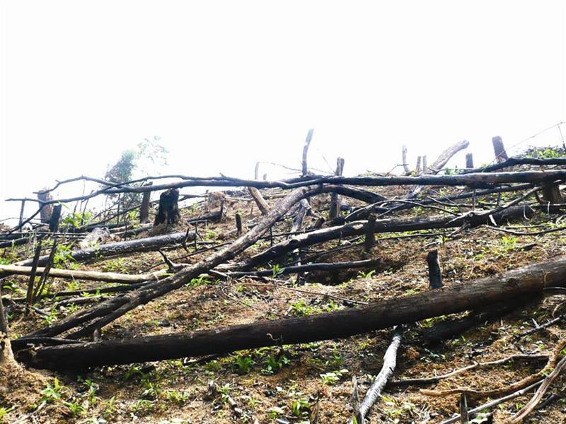 Một diện tích rừng phòng hộ tại Tân Kỳ bị triệt hạ