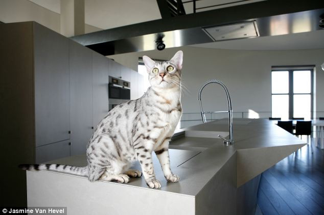 Căn bếp của ngôi biệt thự rất hiện đại. Căn bếp của ngôi biệt thự rất hiện đại