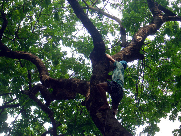 Vắt vẻo trên cây cao chót vót để hái sấu