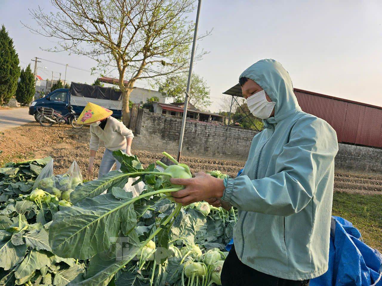 Anh Nguyễn Thanh - một tiểu thương - cho biết, giá rau củ năm nay rất rẻ. Bản thân anh vừa mua cả ruộng su hào gần 1 tấn với giá 2.500 đồng/kg. "Người trồng cứ gọi mãi, tôi nể lắm mới đến thu mua. Tôi cũng đánh cược thôi, vì rau cũng chỉ còn bán hết ngày 29 Tết là hết người mua", anh Thanh chia sẻ. Anh Nguyễn Thanh - một tiểu thương - cho biết, giá rau củ năm nay rất rẻ. Bản thân anh vừa mua cả ruộng su hào gần 1 tấn với giá 2.500 đồng/kg. "Người trồng cứ gọi mãi, tôi nể lắm mới đến thu mua. Tôi cũng đánh cược thôi, vì rau cũng chỉ còn bán hết ngày 29 Tết là hết người mua", anh Thanh chia sẻ.