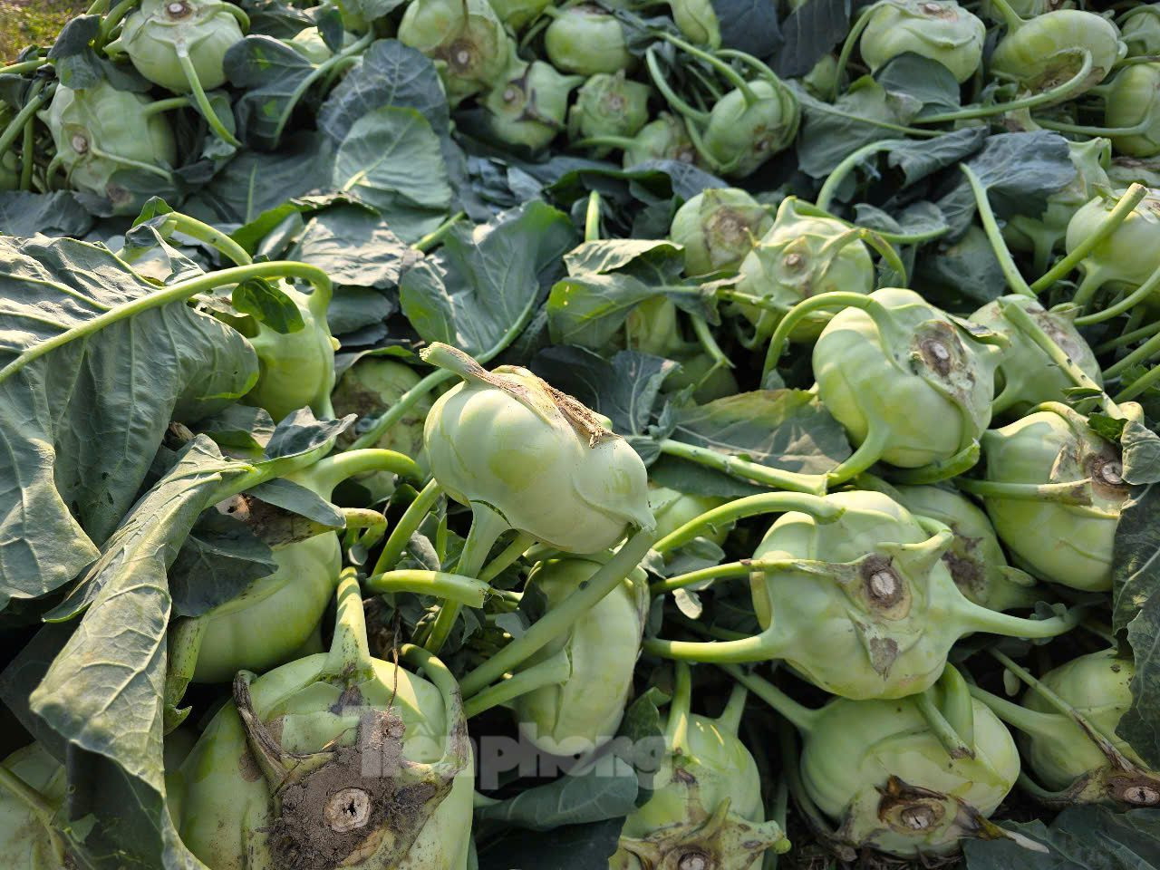 Theo UBND huyện Vĩnh Lộc, toàn huyện có gần 300 ha diện tích gieo trồng cây rau màu vụ đông, trong đó riêng thị trấn Vĩnh Lộc đã có hơn 100 ha. Năm nay thời tiết thuận lợi nên rau màu phát triển, ít sâu bệnh. Bên cạnh đó, thói quen tích trữ thực phẩm ngày Tết đã dần thay đổi nên giá rau rẻ hơn năm trước. Theo UBND huyện Vĩnh Lộc, toàn huyện có gần 300 ha diện tích gieo trồng cây rau màu vụ đông, trong đó riêng thị trấn Vĩnh Lộc đã có hơn 100 ha. Năm nay thời tiết thuận lợi nên rau màu phát triển, ít sâu bệnh. Bên cạnh đó, thói quen tích trữ thực phẩm ngày Tết đã dần thay đổi nên giá rau rẻ hơn năm trước.