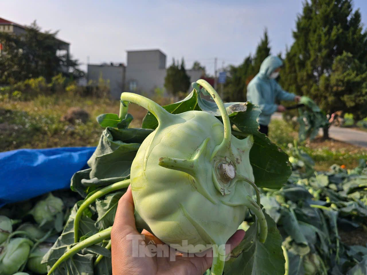 Ông Trần Văn Hùng - một người trồng rau - cho biết, mỗi sào su hào đầu tư gồm phân bón, giống hết khoảng 1 triệu đồng. Như năm ngoái, giá rau củ khoảng 10.000 đồng/kg thì người trồng có lãi khoảng 3-4 triệu đồng/sào. Nhưng năm nay, giá chỉ bằng 1/3 năm trước nên hầu như người trồng rau không có lãi, thậm chí là lỗ công chăm sóc. "Giá bán rau thấp như thế này, năm nay người trồng rau như chúng tôi có cái Tết buồn nhất trong mấy năm gần đây", ông Hùng chia sẻ. Ông Trần Văn Hùng - một người trồng rau - cho biết, mỗi sào su hào đầu tư gồm phân bón, giống hết khoảng 1 triệu đồng. Như năm ngoái, giá rau củ khoảng 10.000 đồng/kg thì người trồng có lãi khoảng 3-4 triệu đồng/sào. Nhưng năm nay, giá chỉ bằng 1/3 năm trước nên hầu như người trồng rau không có lãi, thậm chí là lỗ công chăm sóc. "Giá bán rau thấp như thế này, năm nay người trồng rau như chúng tôi có cái Tết buồn nhất trong mấy năm gần đây", ông Hùng chia sẻ.