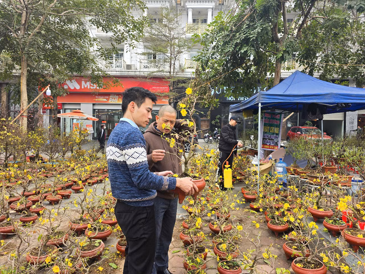 Ngoài đào, quất nhiều người cũng lựa chọn Mai vàng để chơi Tết. Hiện mai vàng có giá từ 200.000 đồng đến 3 triệu đồng/chậu, tùy theo dáng và cây.