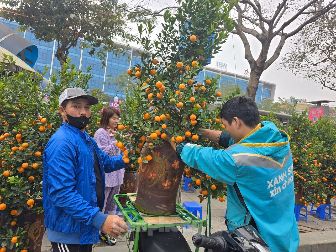Cùng với đào, quất là cây cảnh được nhiều người lựa chọn trong dịp Tết. Thời điểm hiện tại, giá quất cảnh khá cao, trung bình tăng khoảng 50% so với năm trước. Ảnh: Chậu quất cảnh đã được bán với giá 1,5 triệu đồng