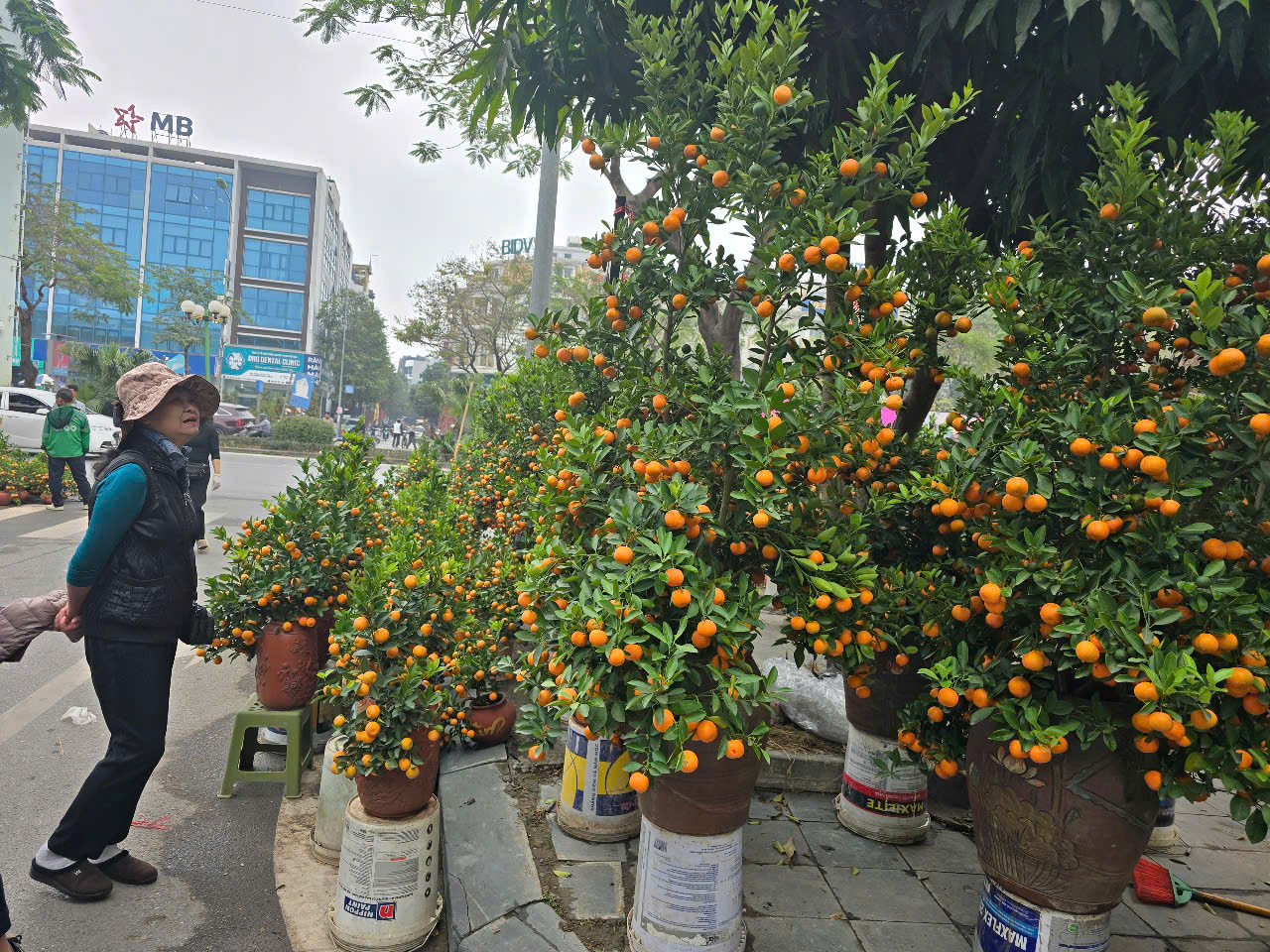 Khu vực bán quất cảnh trên đường Lê Văn Lương.