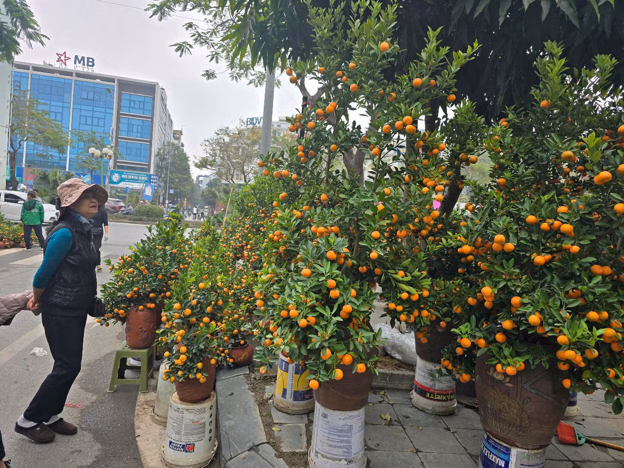 Khu vực bán quất cảnh trên đường Lê Văn Lương.