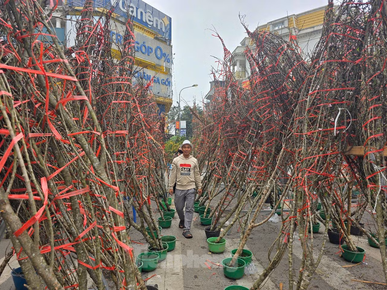 Chỉ vài ngày nữa là đến Tết Nguyên đán Ất Tỵ 2025, nhu cầu mua sắm của người dân đã tăng cao. Trong đó, nhộn nhịp nhất là các chợ Hoa trên địa bàn thành phố. Ảnh: Chợ hoa tại quận Hà Đông