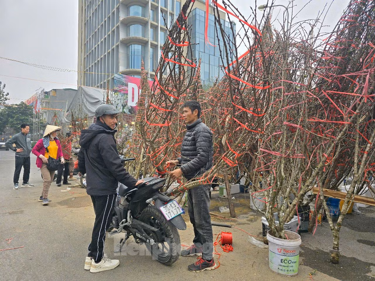 Ông Nguyễn Duy Đằng, trú tại quận Thanh Xuân cho biết, giá đào năm nay quá cao so với thu nhập. Tại chợ hoa, nhiều cành đào có dáng mà ông cảm thấy "được" nhưng người bán hét giá từ 3-5 triệu đồng/cành. Trong khi năm trước, ông mua cành đào rất to, đẹp với giá 1,7 triệu đồng. Vì thế, dù rất thích chơi đào, nhưng năm nay ông cũng phải "tạm gác" thú chơi này mà chuyển sang loại cây cảnh khác hợp túi tiền. Ảnh: Hai cành đào đã được bán với giá bán gần 3 triệu đồng/cành
