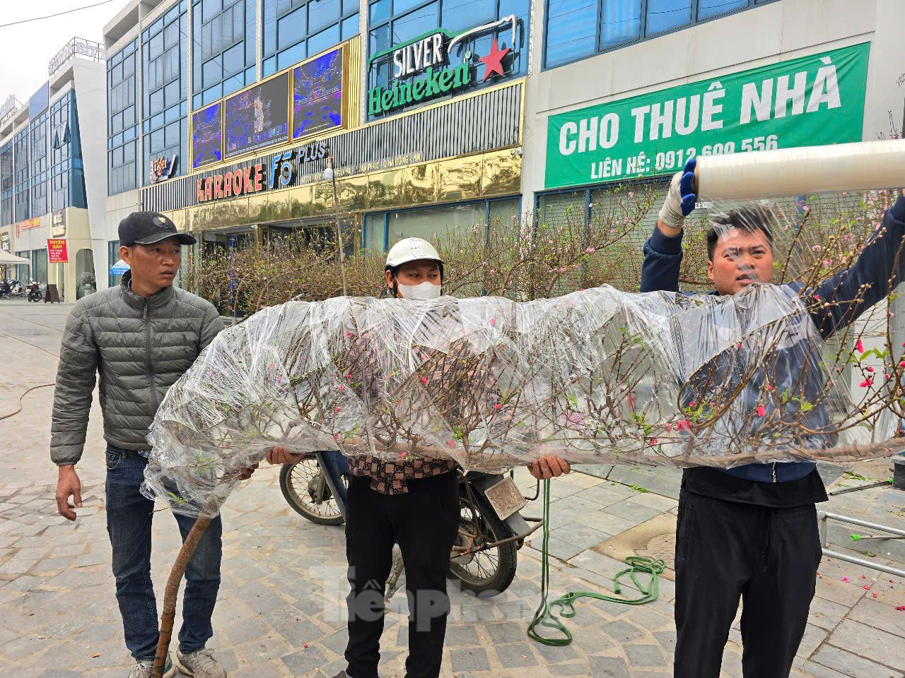 Giới buôn đào cho biết, năm nay có rất ít đào Tết đẹp do ảnh hưởng của mưa bão. Vì thế, chỉ khoảng 5% số gốc đào tại các vườn có thể bán ra thị trường. Do đó, giá bán cũng tăng khoảng từ 70% đến 100% so với năm trước. Ảnh: Cành đào có giá 2 triệu đồng