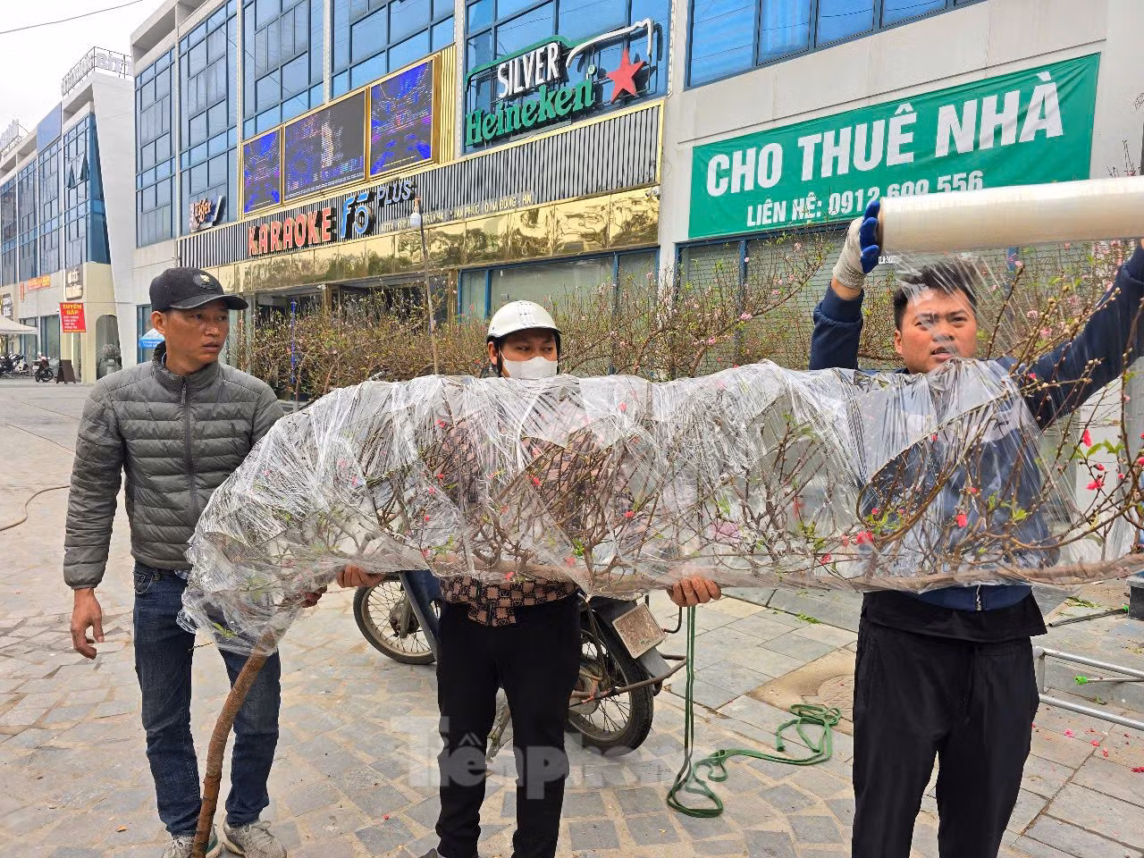 Giới buôn đào cho biết, năm nay có rất ít đào Tết đẹp do ảnh hưởng của mưa bão. Vì thế, chỉ khoảng 5% số gốc đào tại các vườn có thể bán ra thị trường. Do đó, giá bán cũng tăng khoảng từ 70% đến 100% so với năm trước. Ảnh: Cành đào có giá 2 triệu đồng