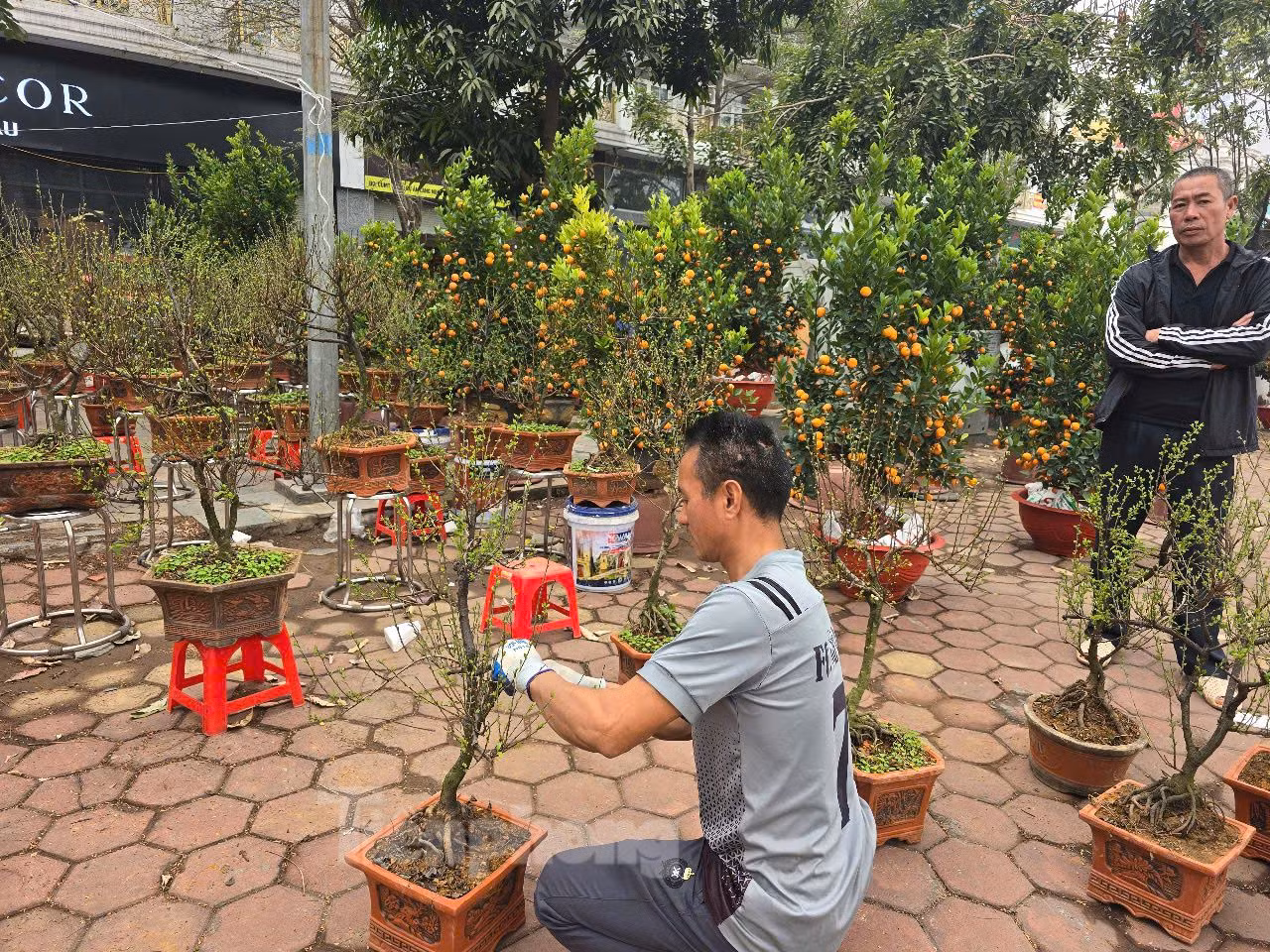 Được biết, để phục vụ nhu cầu mua sắm Tết của nhân dân, UBND TP. Hà Nội đã bố trí 70 chợ hoa trên địa bàn thành phố. Ảnh: Tiểu thương chăm sóc chậu nhất chi mai.