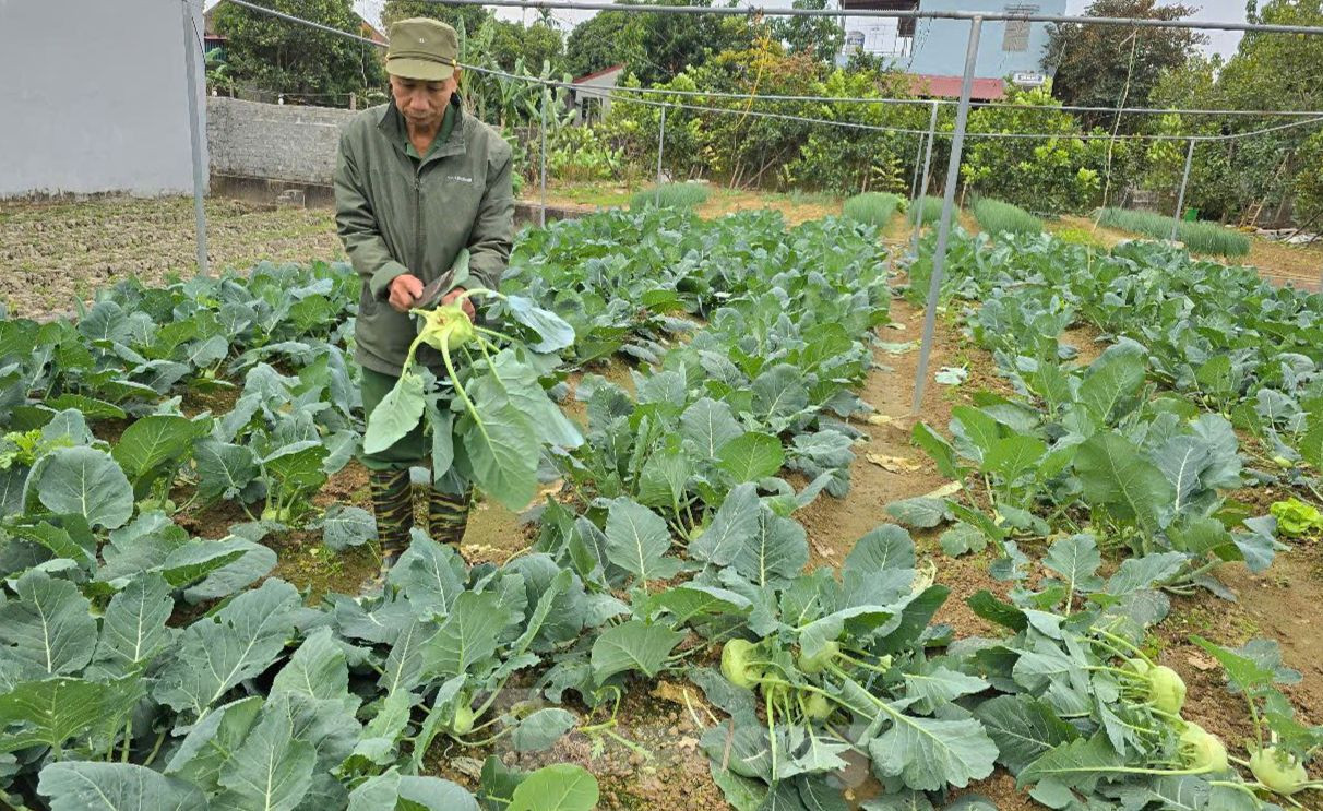 Những ngày giáp Tết, người trồng rau ở huyện Vĩnh Lộc (Thanh Hóa) đang tất bật thu hoạch rau củ để cung cấp cho thị trường. Với nhiều người, vụ rau này sẽ "quyết định" có tiền sắm Tết cho gia đình hay không. Những ngày giáp Tết, người trồng rau ở huyện Vĩnh Lộc (Thanh Hóa) đang tất bật thu hoạch rau củ để cung cấp cho thị trường. Với nhiều người, vụ rau này sẽ "quyết định" có tiền sắm Tết cho gia đình hay không.