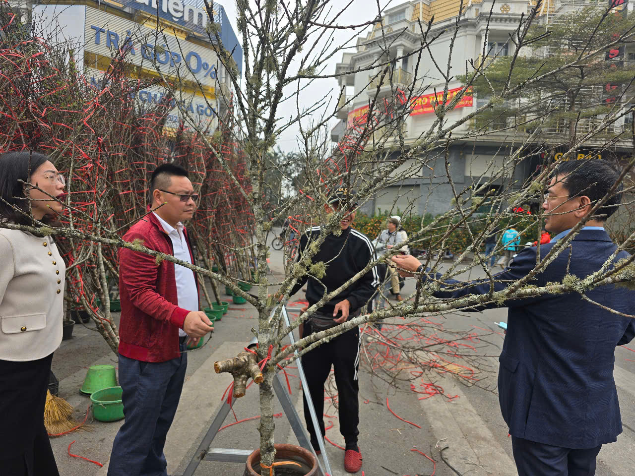 Bên cạnh đào phai, đào bích, đào rừng từ các tỉnh miền núi phía Bắc cũng được nhiều người lựa chọn, đặc biệt là những cành có rêu, mốc. Ảnh: Cành đào rừng rêu mốc được bán với giá 1 triệu đồng