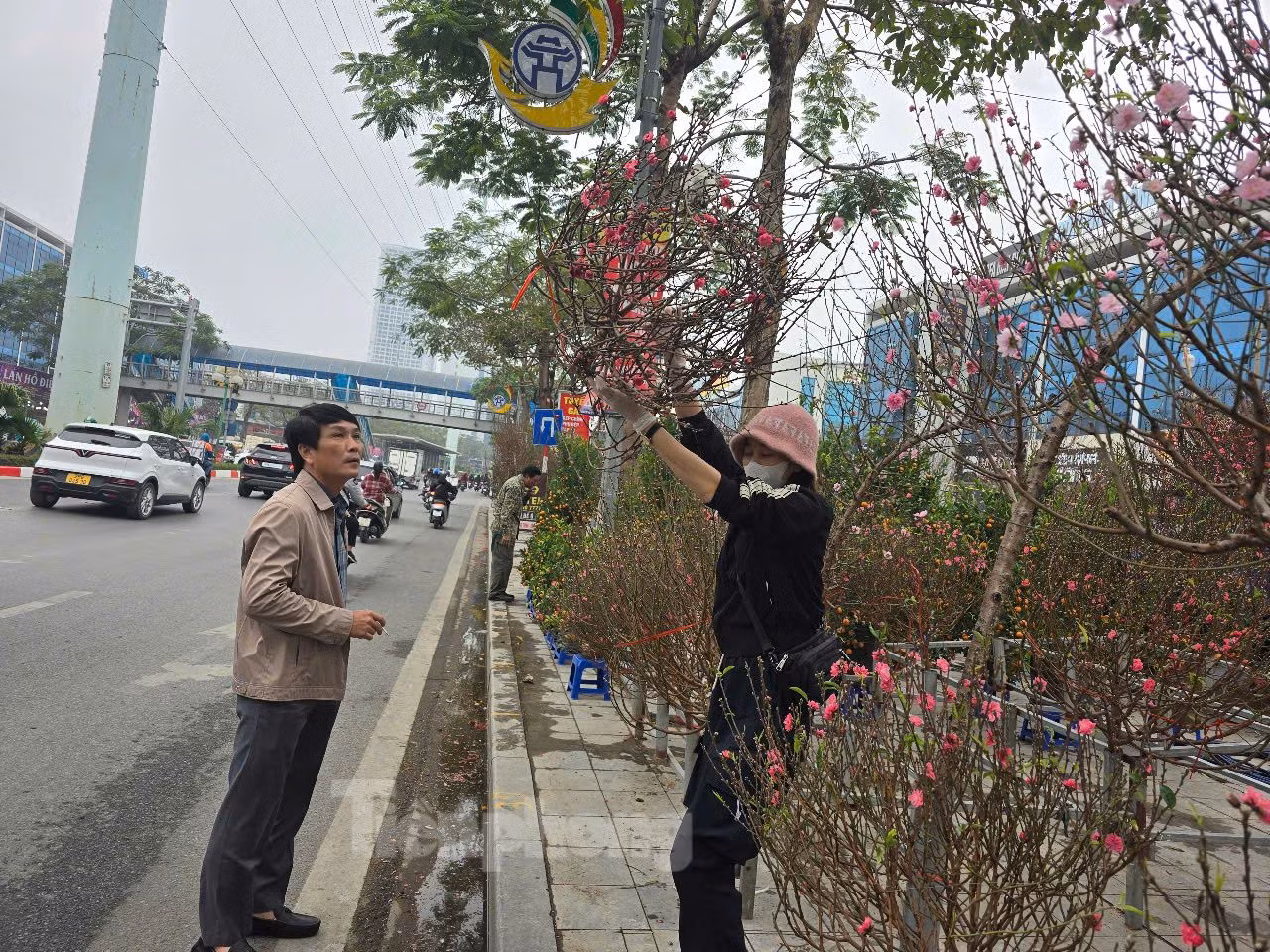 Nhiều người tìm cành đào bích nhỏ, với giá khoảng 200.000 đồng đến 300.000 đồng/cành.