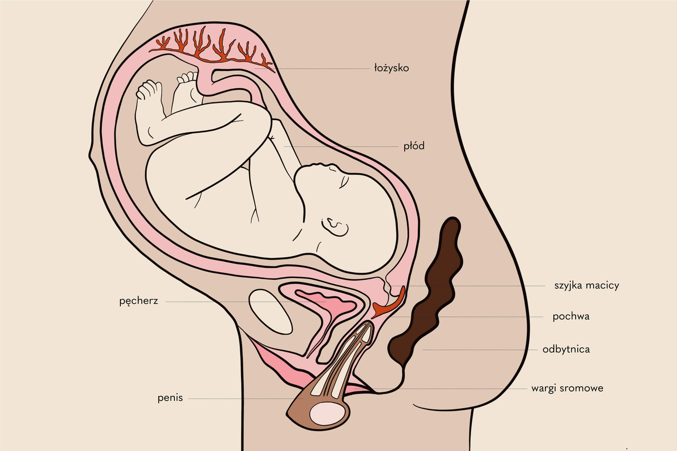 Hình minh họa khẳng định “cậu nhỏ” vô hại với thai nhi của tiến sĩ, bác sĩ sản khoa Izabela Dembinska. Hình minh họa khẳng định “cậu nhỏ” vô hại với thai nhi của tiến sĩ, bác sĩ sản khoa Izabela Dembinska.