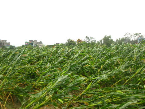 Ruộng ngô tại Gia Lộc - Hải Dương bị gió bão quật đổ