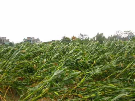Ruộng ngô tại Gia Lộc - Hải Dương bị gió bão quật đổ