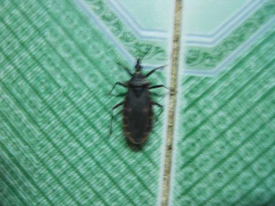 Con bọ xít hút máu người tại nhà chị Cúc