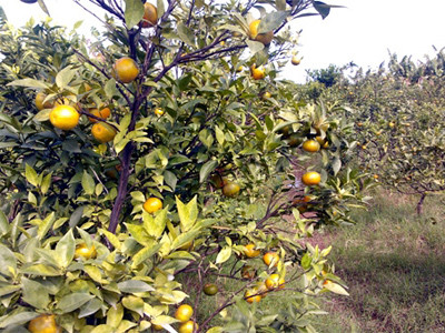 Vườn cam sai trĩu nhưng quả đã chín vàng và đang rụng dần. Vườn cam sai trĩu nhưng quả đã chín vàng và đang rụng dần