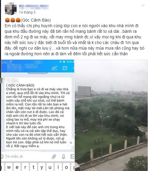 Phát quang cây cối xung quanh chung cư Hà Nội liên tục bị rắn độc 'bủa vây' ảnh 3