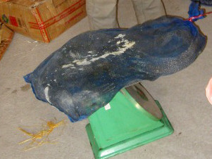 Hàng trăm động vật hoang dã gồm rùa, tê tê, trăn, rắn đã bị thu giữ