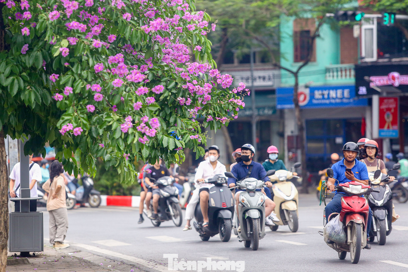 Màu tím biếc của hoa bằng lăng khiến nhiều người đi qua không khỏi ngoái nhìn.