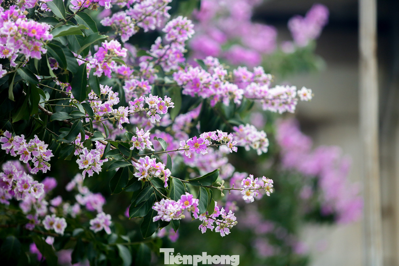 Bằng lăng có nhiều sắc màu, nhưng nổi bật nhất vẫn là màu tím đặc trưng.