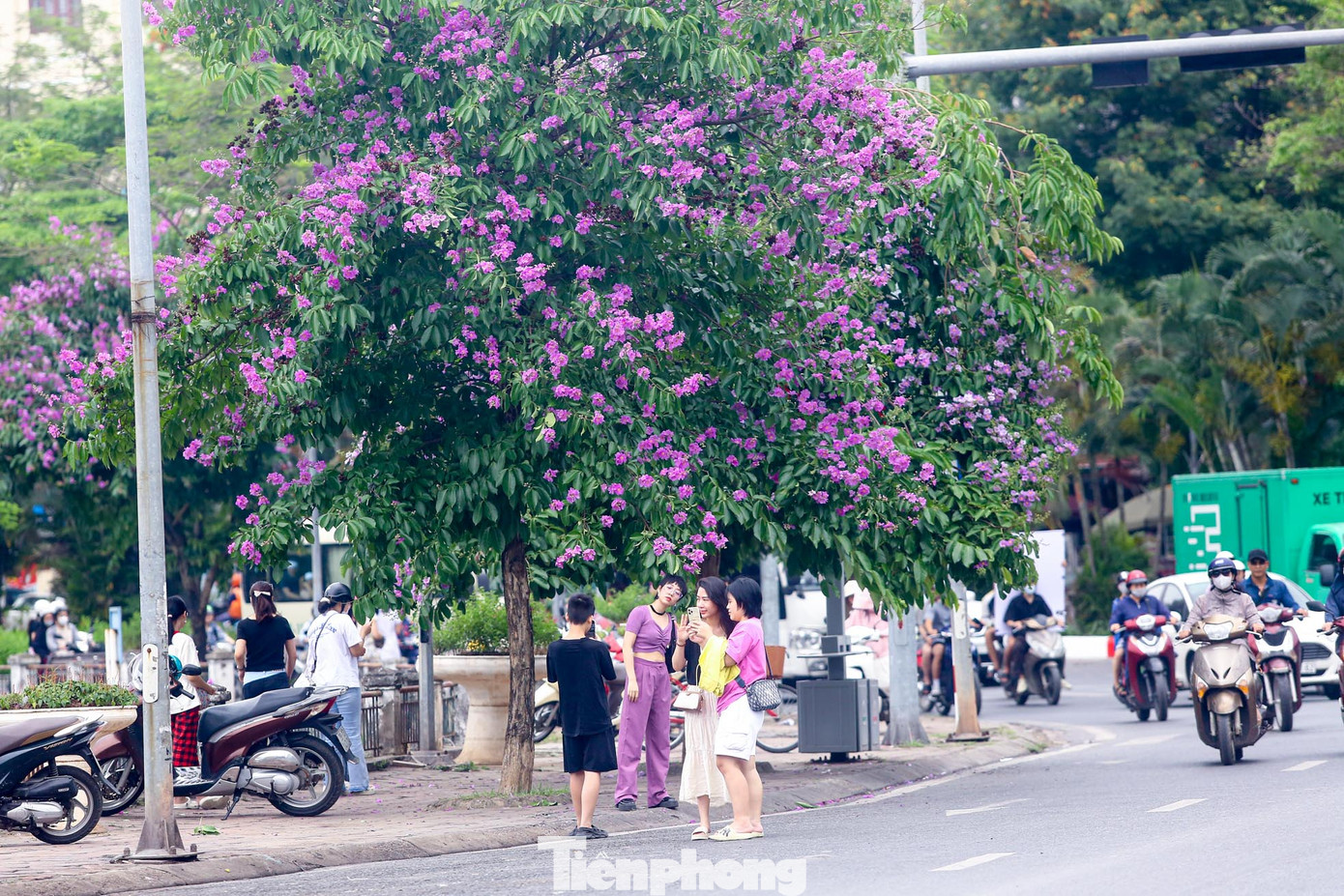 Đặc biệt, hàng cây bằng lăng nở rộ trên vỉa hè, dọc hồ Hoàng Cầu đang thu hút rất nhiều các bạn trẻ, đặc biệt các "nàng thơ" tìm đến thả dáng, chụp ảnh.