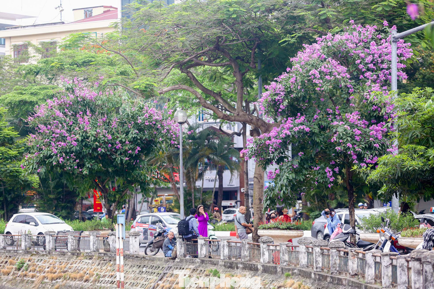 Những ngày đầu tháng 5, hoa bằng lăng lại nở rộ, nhuộm tím khắp các phố phường ở Hà Nội, báo hiệu một mùa hạ đang về.