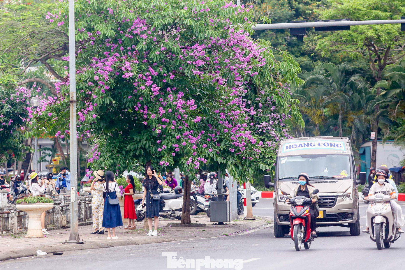 Đặc biệt, hàng cây bằng lăng nở rộ trên vỉa hè, dọc hồ Hoàng Cầu đang thu hút rất nhiều các bạn trẻ, đặc biệt các "nàng thơ" tìm đến thả dáng, chụp ảnh.