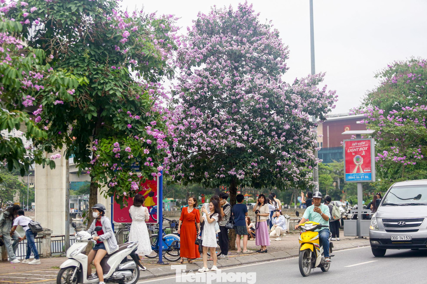Đặc biệt, hàng cây bằng lăng nở rộ trên vỉa hè, dọc hồ Hoàng Cầu đang thu hút rất nhiều các bạn trẻ, đặc biệt các "nàng thơ" tìm đến thả dáng, chụp ảnh.