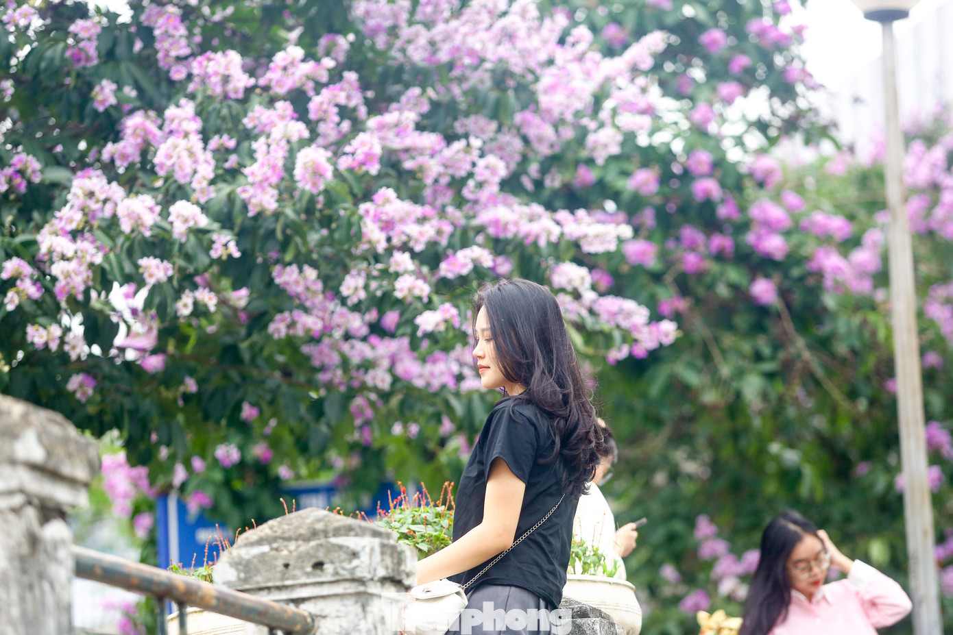 Thiếu nữ dịu dàng thả dáng bên những bông hoa bằng lăng đang nở rộ.