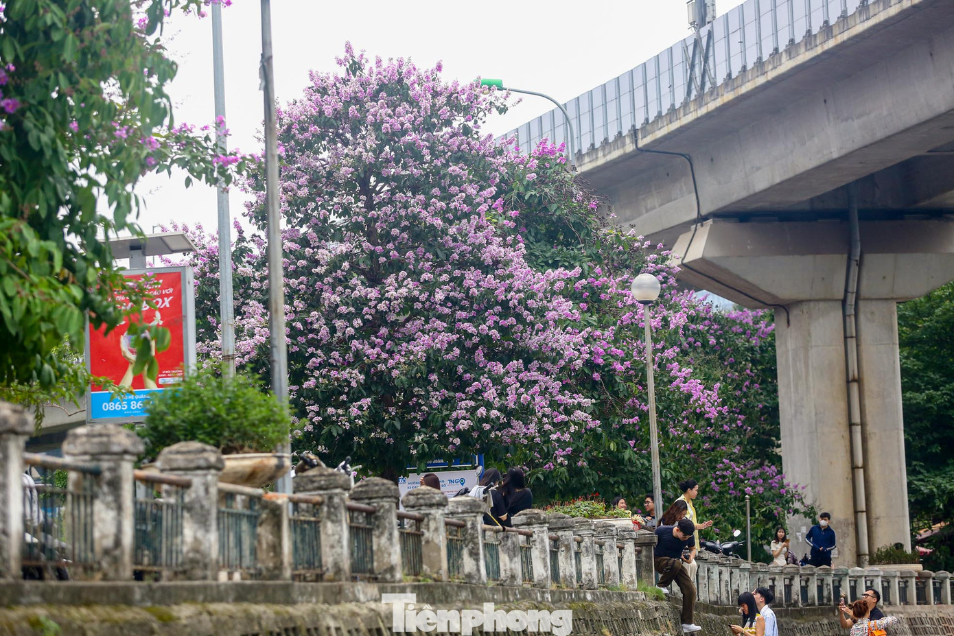 Nhiều cây bằng lăng hoa nở dày đặc, phủ kín cả cây "che" hết màu xanh của lá.
