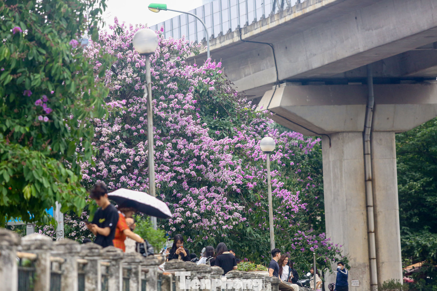 Nhiều cây bằng lăng hoa nở dày đặc, phủ kín cả cây "che" hết màu xanh của lá.