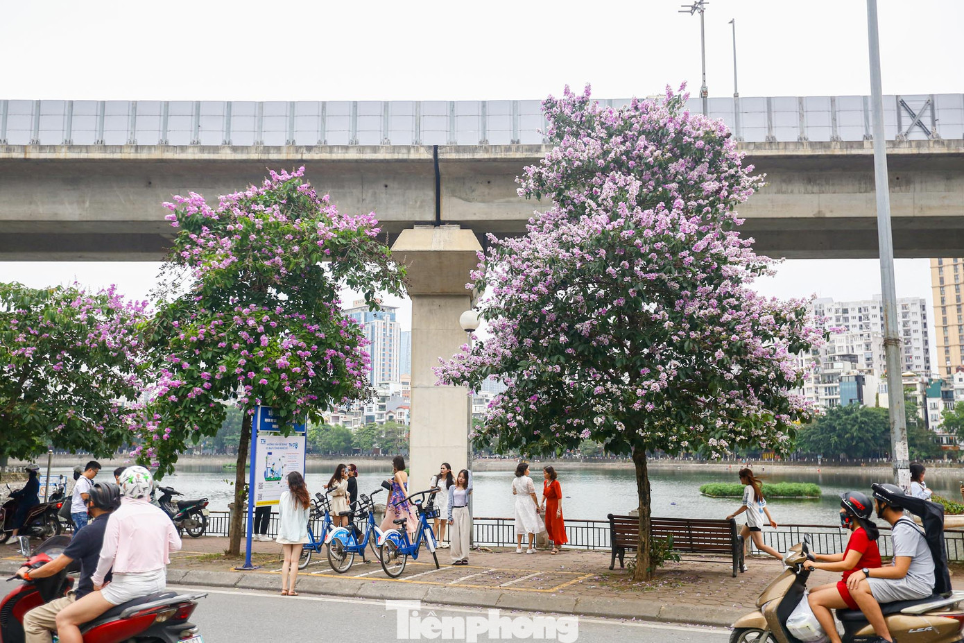 Đặc biệt, hàng cây bằng lăng nở rộ trên vỉa hè, dọc hồ Hoàng Cầu đang thu hút rất nhiều các bạn trẻ, đặc biệt các "nàng thơ" tìm đến thả dáng, chụp ảnh.