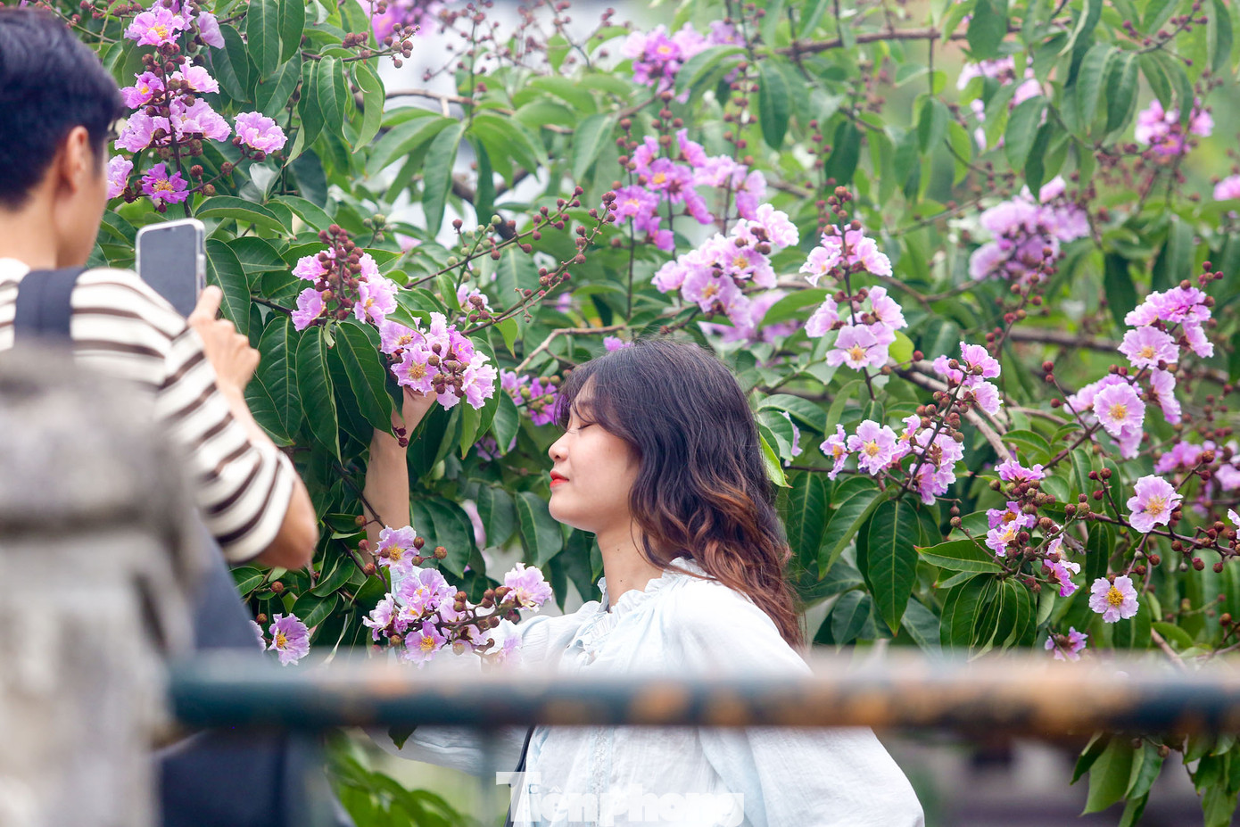 Các bạn trẻ ở đây cho biết, hàng cây ở đây nở rất đẹp, hoa rất dày và thấp nên dễ chụp ảnh. Qua mạng xã hội mọi người biết để tìm đến.