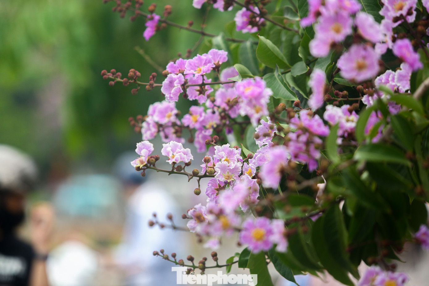 Bằng lăng có nhiều sắc màu, nhưng nổi bật nhất vẫn là màu tím đặc trưng.