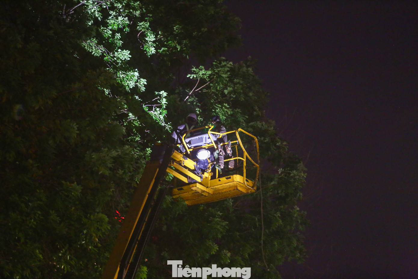 Nhiều cành cây xà cừ cao hàng chục mét, xe thang phải "căng" tối đa.