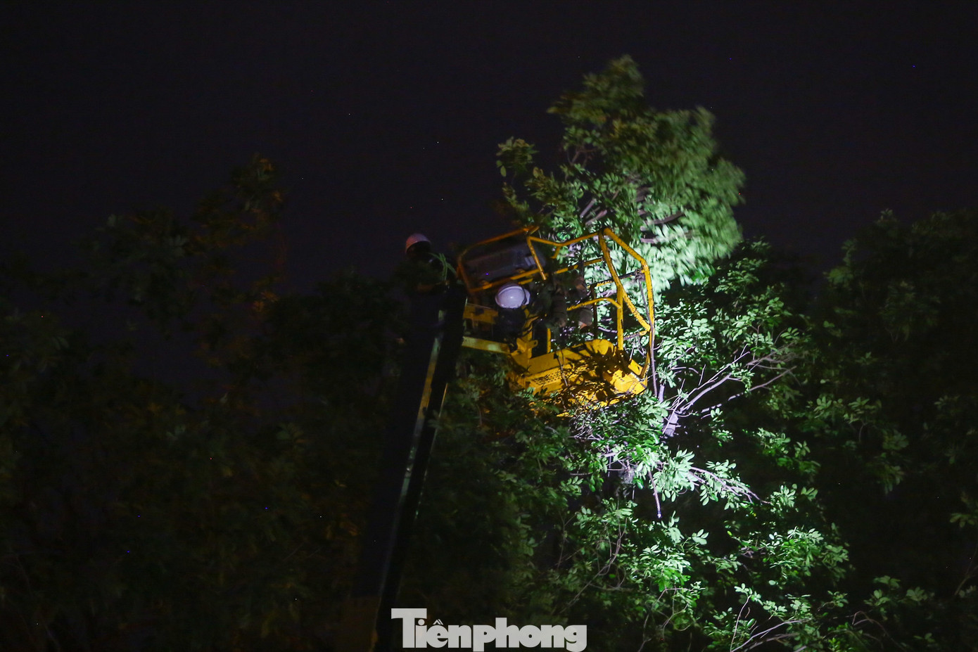 Nhiều cành cây xà cừ cao hàng chục mét, xe thang phải "căng" tối đa.