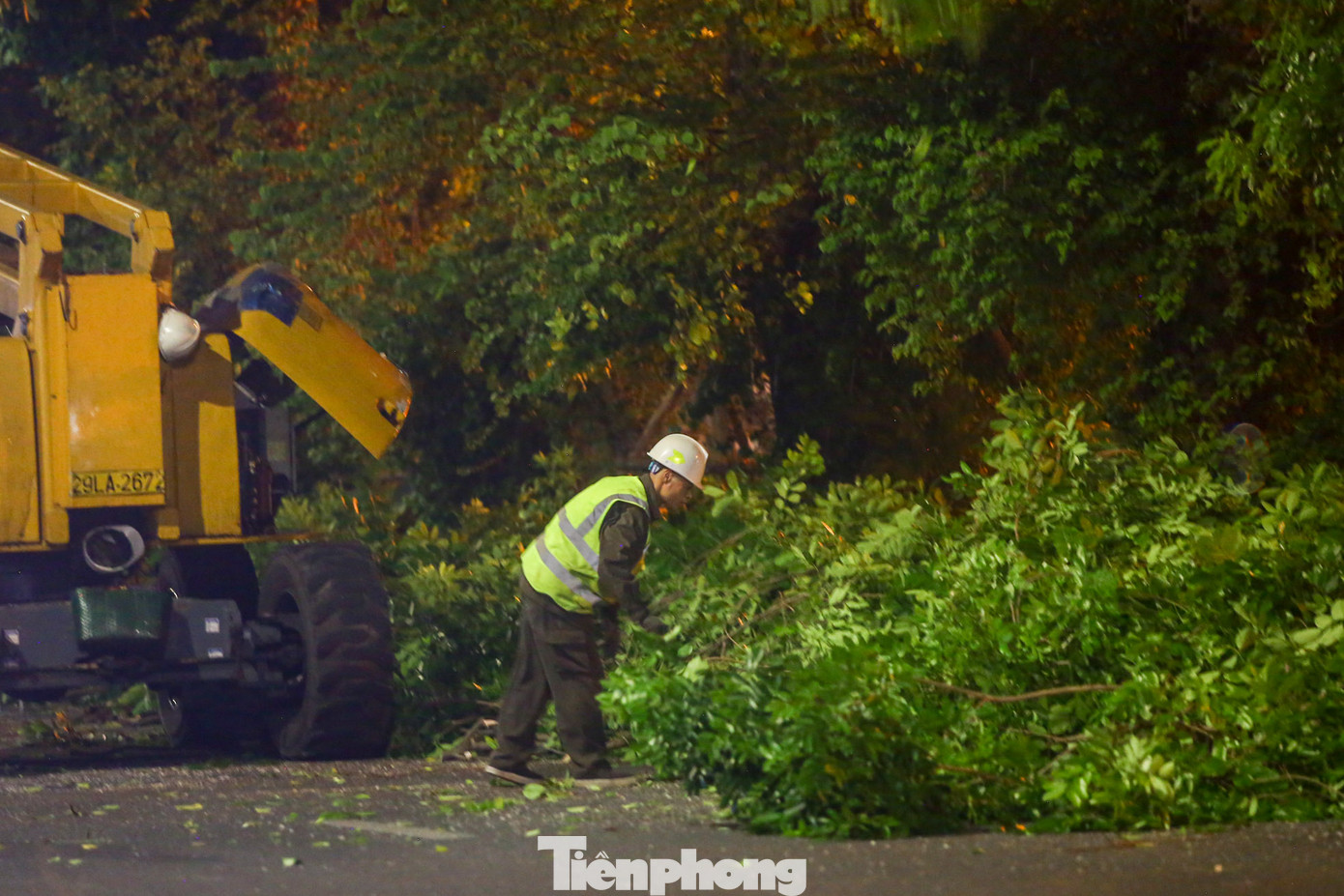 Cành cây sau khi được cắt tỉa khỏi cành tiếp tục được công nhân bên dưới xử lý.