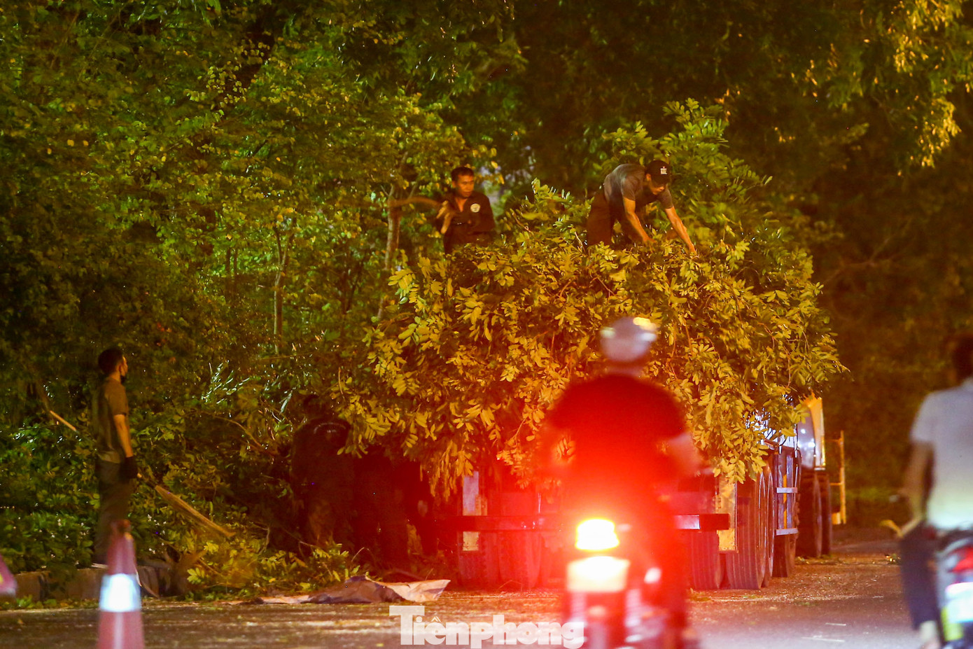 Sau khi thu dọn, nhánh cây được cắt tỉa được di dời ngay trong đêm.