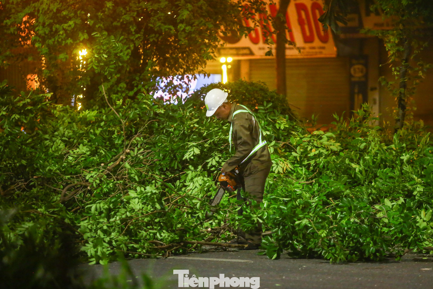 Cành cây sau khi được cắt tỉa khỏi cành tiếp tục được công nhân bên dưới xử lý.