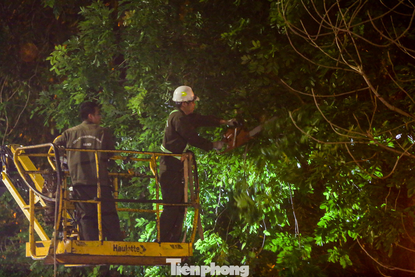 Việc thực hiện chăm sóc, cắt tỉa cành hàng cây xà cừ trên đường Láng được thực hiện xuyên đêm trong nhiều ngày liên tiếp nhằm đảm bảo an toàn, tránh nguy cơ ngã đổ khi gặp thời tiết xấu.