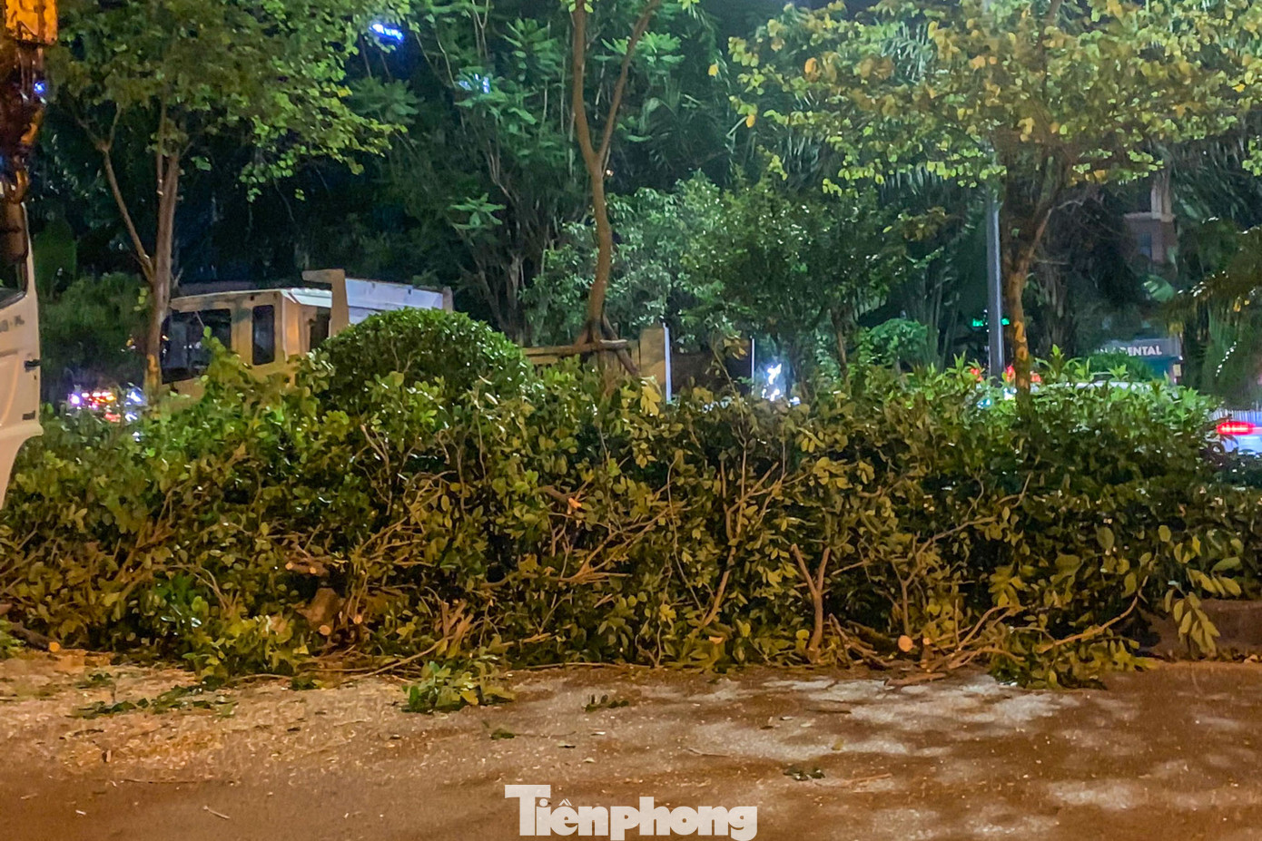 Nhánh cây được cắt tỉa được thu gom tại khu vực thi công.