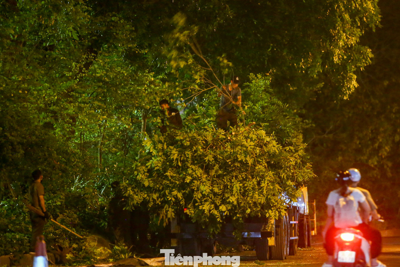 Sau khi thu dọn, nhánh cây được cắt tỉa được di dời ngay trong đêm.