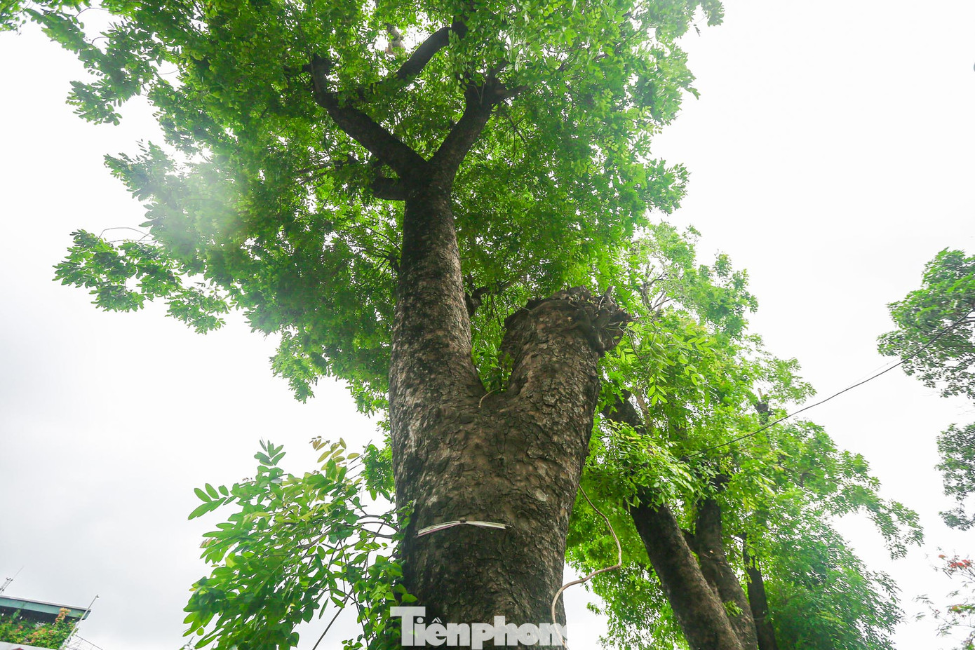 Gốc và thân xà cừ đều có kích thước lớn. Rất nhiều cây có đường kính vài người ôm.