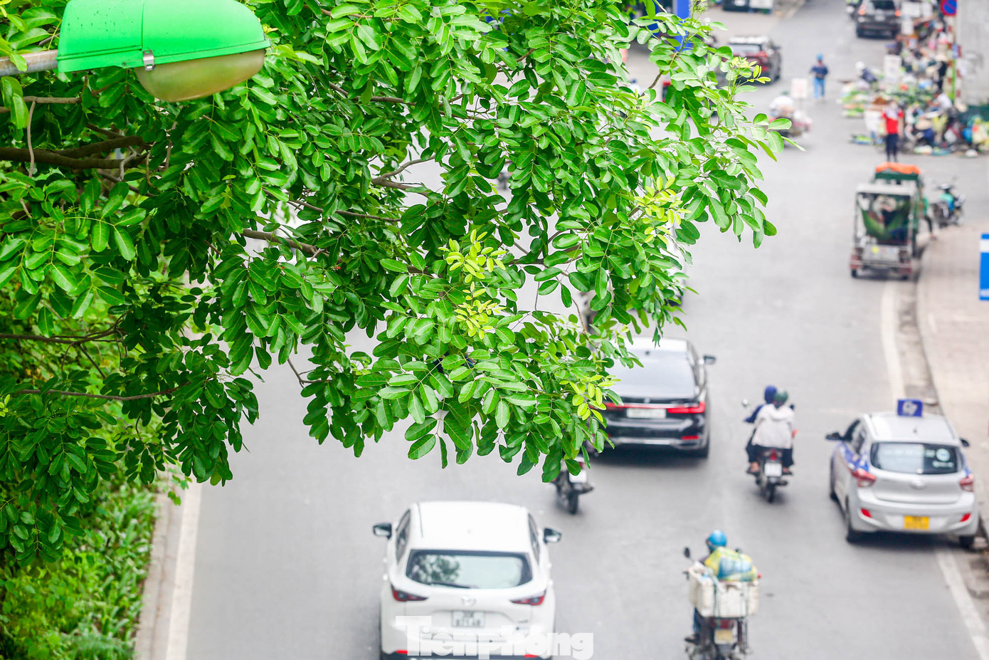 Đường Láng nổi bật với hình ảnh hàng trăm cây xà cừ hàng chục, trăm tuổi, có cây cả trăm tuổi cao ngút, phủ bóng mát.