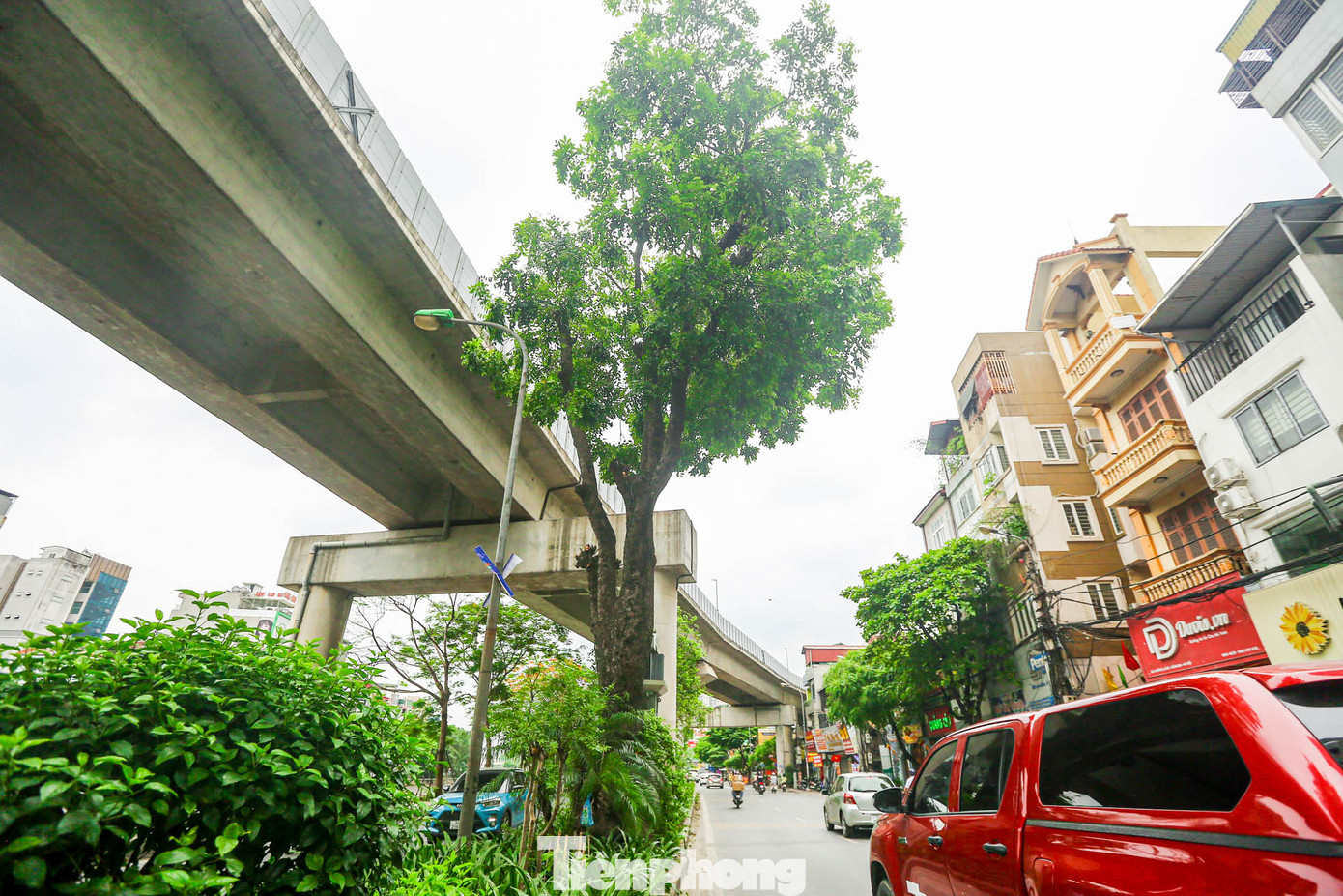 Cây xà cừ bên cạnh tuyến đường sắt trên cao Cát Linh - Hà Đông.